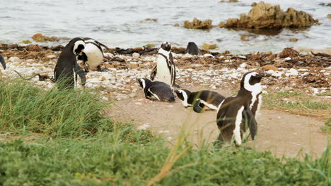 Grupo-De-Pingüinos-Del-Cabo-Relajándose-En-La-Playa-Rocosa,-Bahía-De-Betty,-Sudáfrica