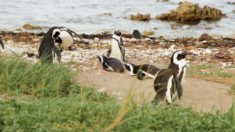 grupo de pingüinos del cabo relajándose en la playa rocosa, bahía de betty, sudáfrica