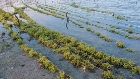 landscape view of clumps of edible seaweed in ocean at low tide at rural tropical island seaweed farm in southeast asia