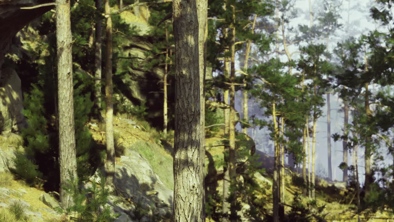 Tranquil forest landscape with tall trees and sunlight filtering through leaves