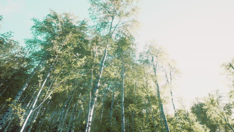 A-lane-of-birch-trees-on-a-sunny-day