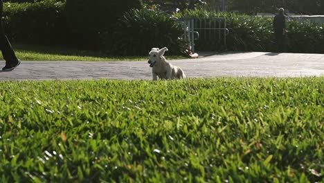 joyful fluffy dog running on grass at park on sunny holiday