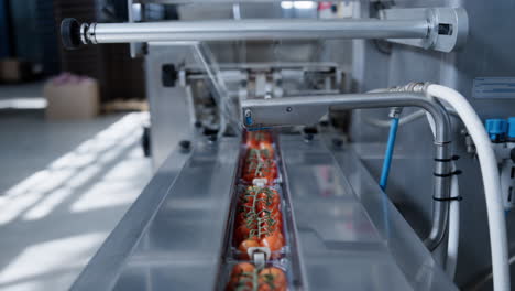 factory machine moving tomatoes at technological automated manufacture closeup