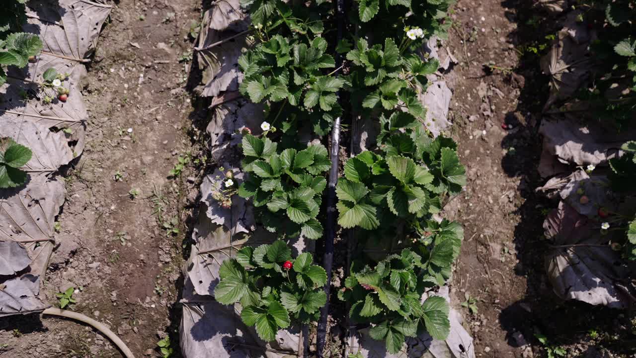 Overhead View of a Strawberry Patch with Drip Irrigation