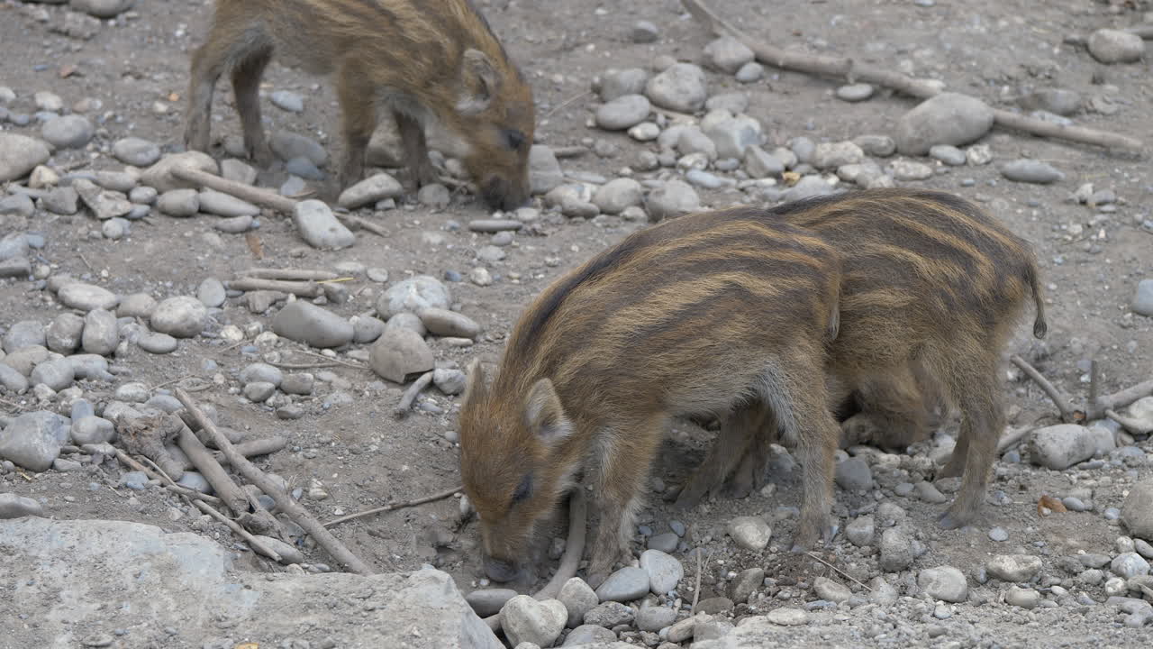 Primo piano di una famiglia di cinghiali che cerca cibo su terreno roccioso nella natura selvaggia.