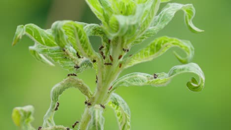 aphid eats the leaves of a green plant - close-up