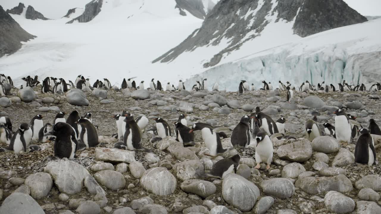 pingüino persiguiendo a otro para proteger a sus crías y el nido