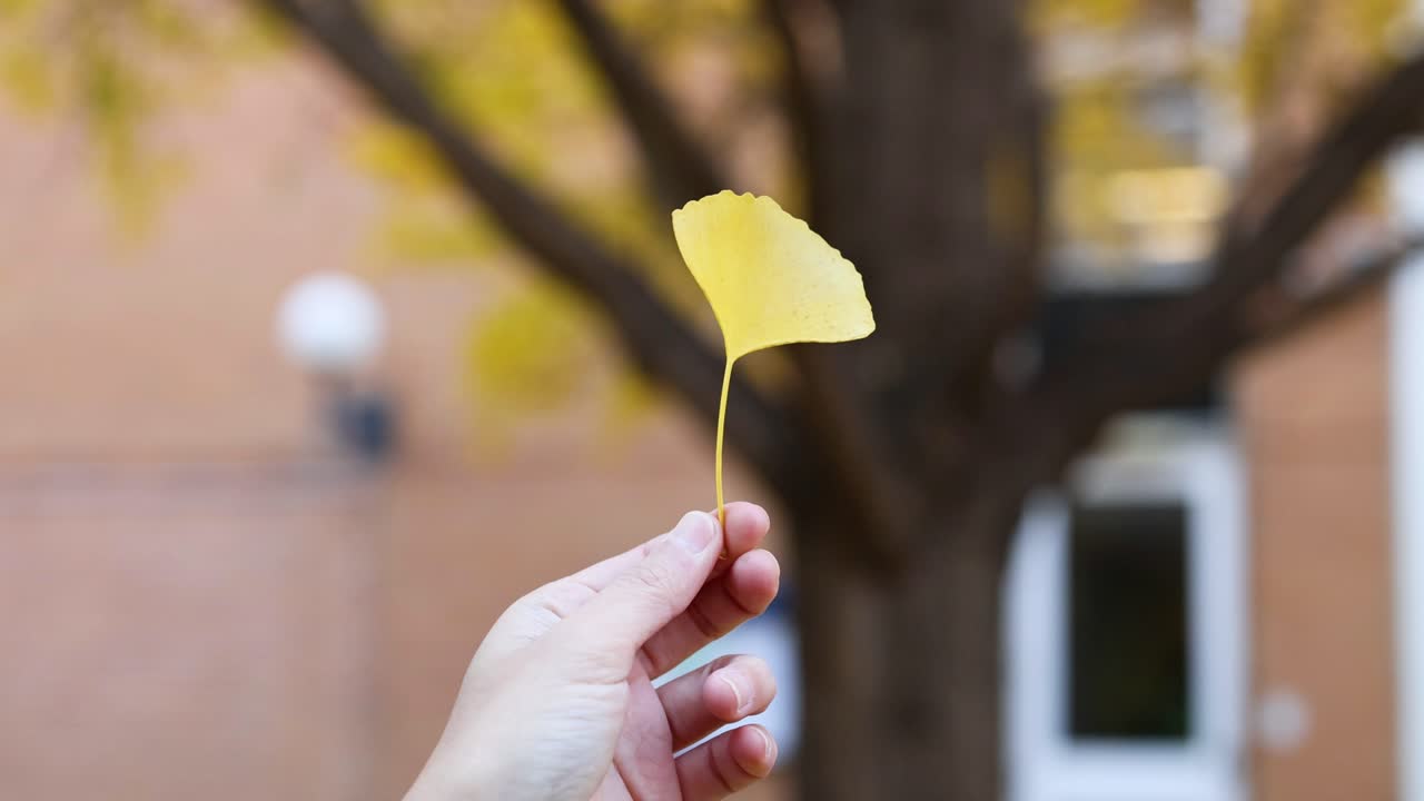Hand holding a ginkgo leaf outdoors