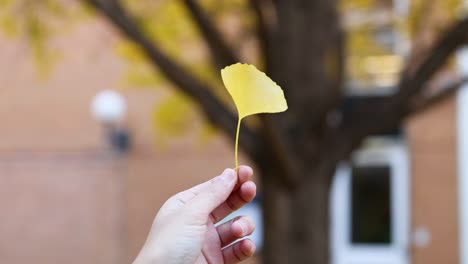 hand holding a ginkgo leaf outdoors