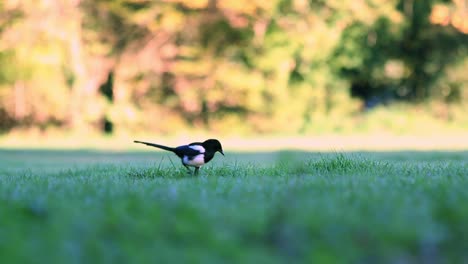 single magpie searching for food, bringer of bad luck