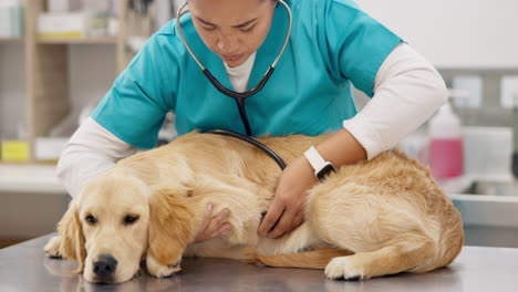 woman doctor, vet with stethoscope