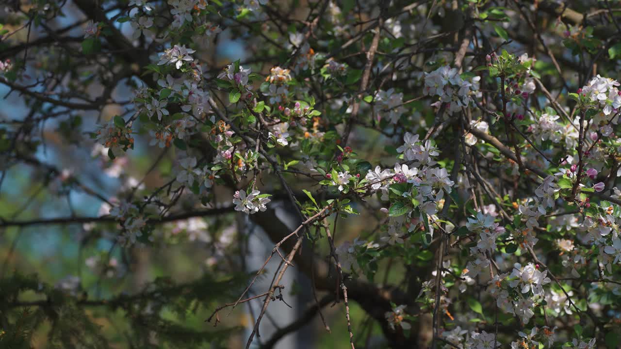 Cherry tree petals fall slowly blown away by the spring breeze