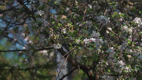 Die-Blütenblätter-Des-Kirschbaums-Fallen-Langsam-Vom-Frühlingswind-Weg