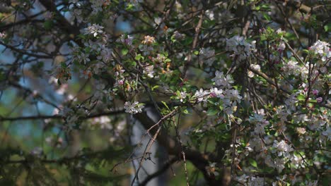 los pétalos de los cerezos caen lentamente arrastrados por la brisa de primavera.