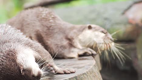 Close-up-of-Asian-small-clawed-otter-rubbing-on-tree-trunk