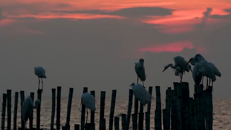 The-Great-Egret,-also-known-as-the-Common-Egret-or-the-Large-Egret