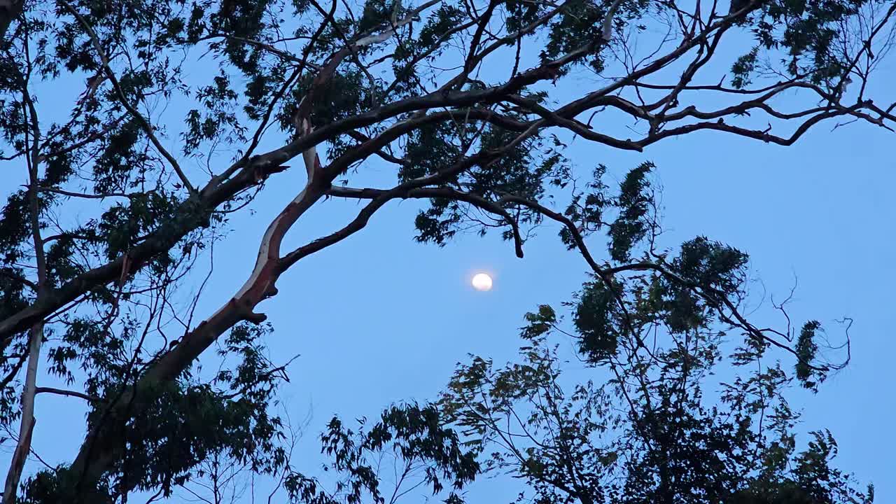 숲이나 숲을 걸어서 나무 꼭대기와 밤이 지날 때 잎을 쳐다보십시오.