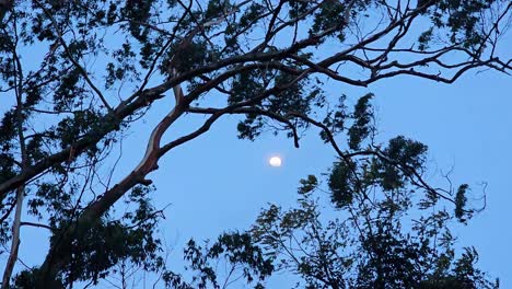 Walk-through-the-forest-or-woodland-looking-up-at-the-treetop-and-leaves-in-dusk-nightfall