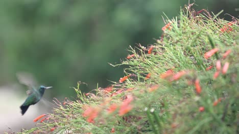 the blue-chinned sapphire hummingbird on the firecracker plant - a slow-motion shot