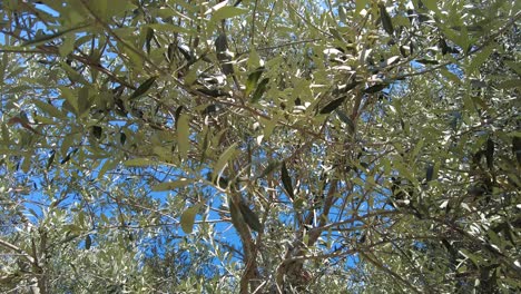 olive tree branches moving with the wind