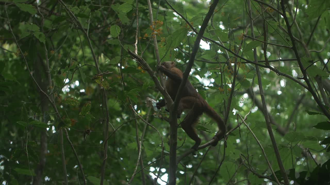 Cute capuchin monkey eating while hanging on a tree in slow-motion - Tayrona Park, Colombia