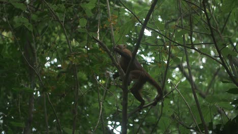 Süßer-Kapuzineraffe,-Der-Isst,-Während-Er-In-Zeitlupe-An-Einem-Baum-Hängt---Tayrona-Park,-Kolumbien