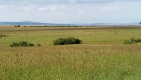 tres guepardos que acechan en la hierba verde alta en las llanuras interminables de áfrica