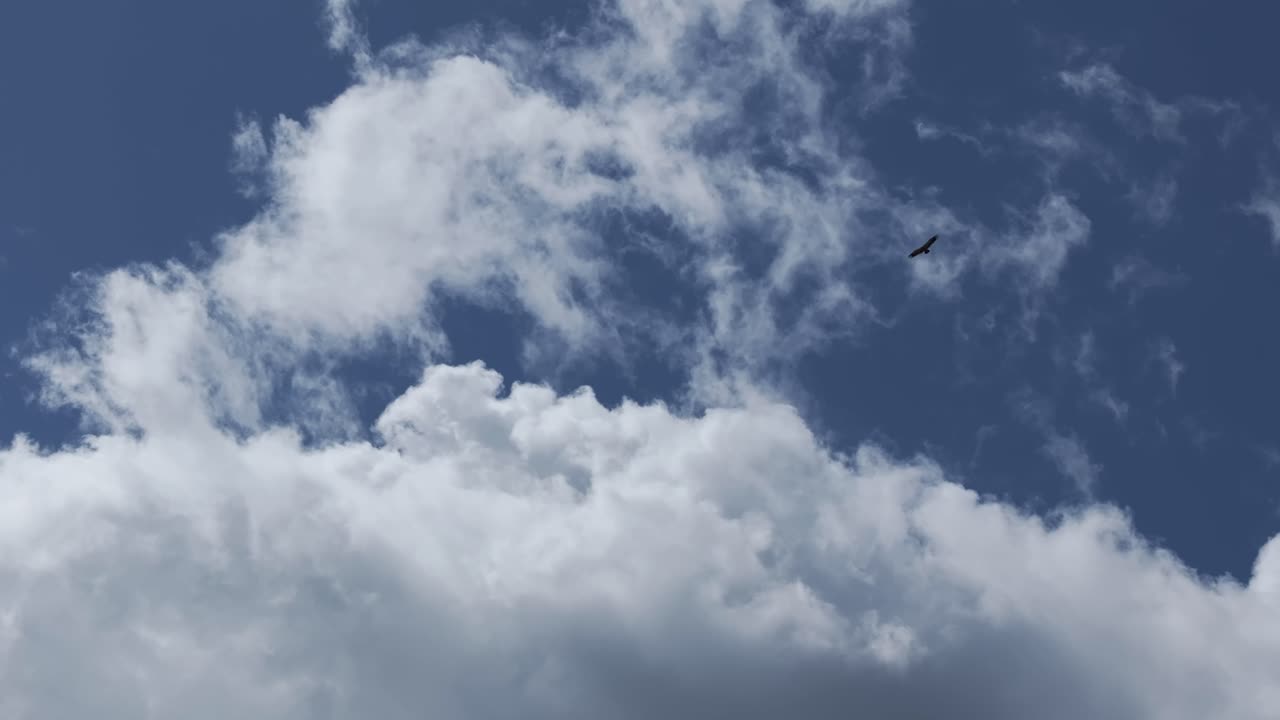 imágenes de drones de 70 mm del majestuoso vuelo de un buitre en el cielo azul con un fondo de una gran nube blanca