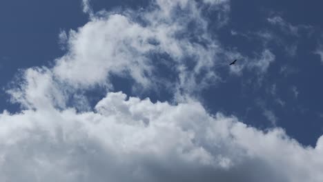 imágenes de drones de 70 mm del majestuoso vuelo de un buitre en el cielo azul con un fondo de una gran nube blanca
