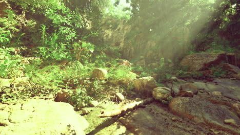 explore a serene natural landscape with sunlight filtering through trees