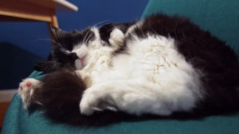 Handheld-shot-of-an-adult-black-and-white-cat-lounging-on-a-blue-seat-cushion