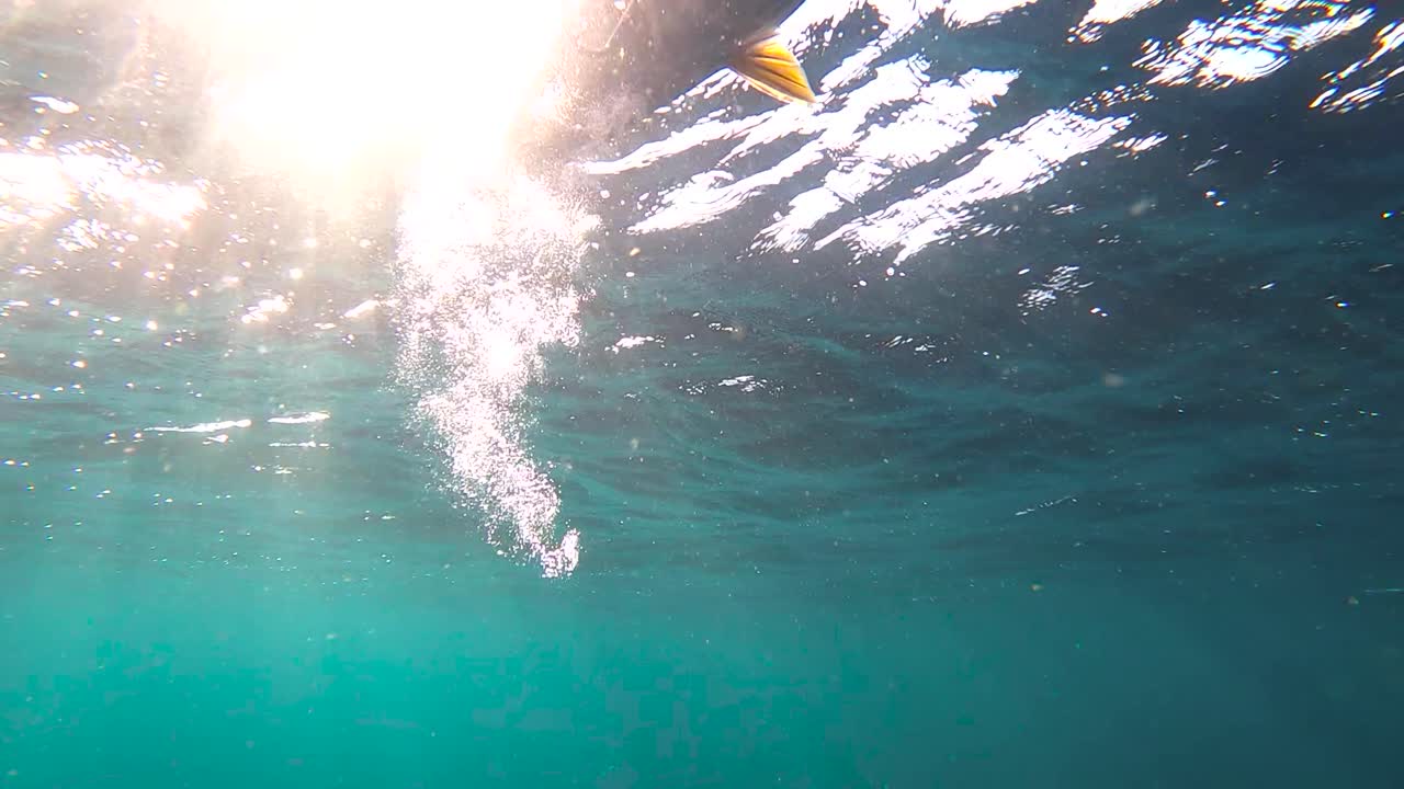 un espectacular pez de cola amarilla nada hacia un agresivo garfio levantándolo a la superficie