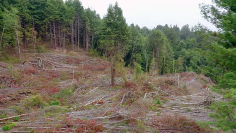 clearcut section of redwood trees drone aerial fly through