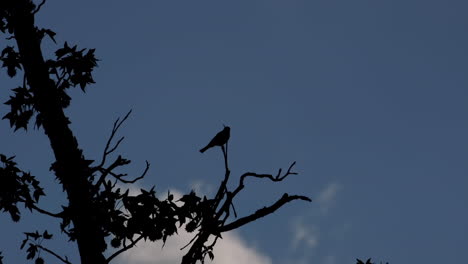 Silhouette-of-small-bird-perched-on-a-leafless-branch