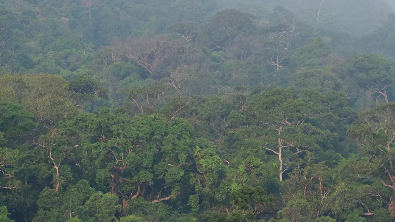 dosel del bosque del parque nacional de khao yai capturado desde un punto de vista más alto