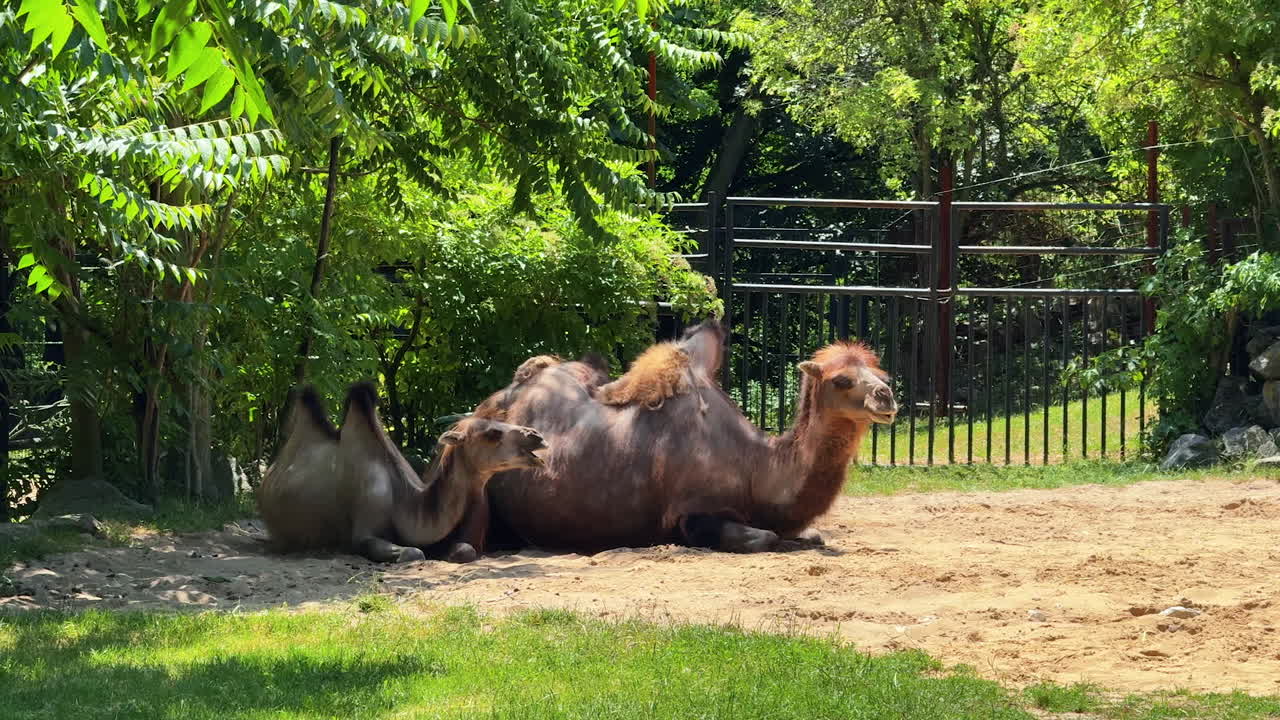 Camels relaxing in green park. Two camels relax peacefully on the ground in a sunlit park surrounded by lush greenery