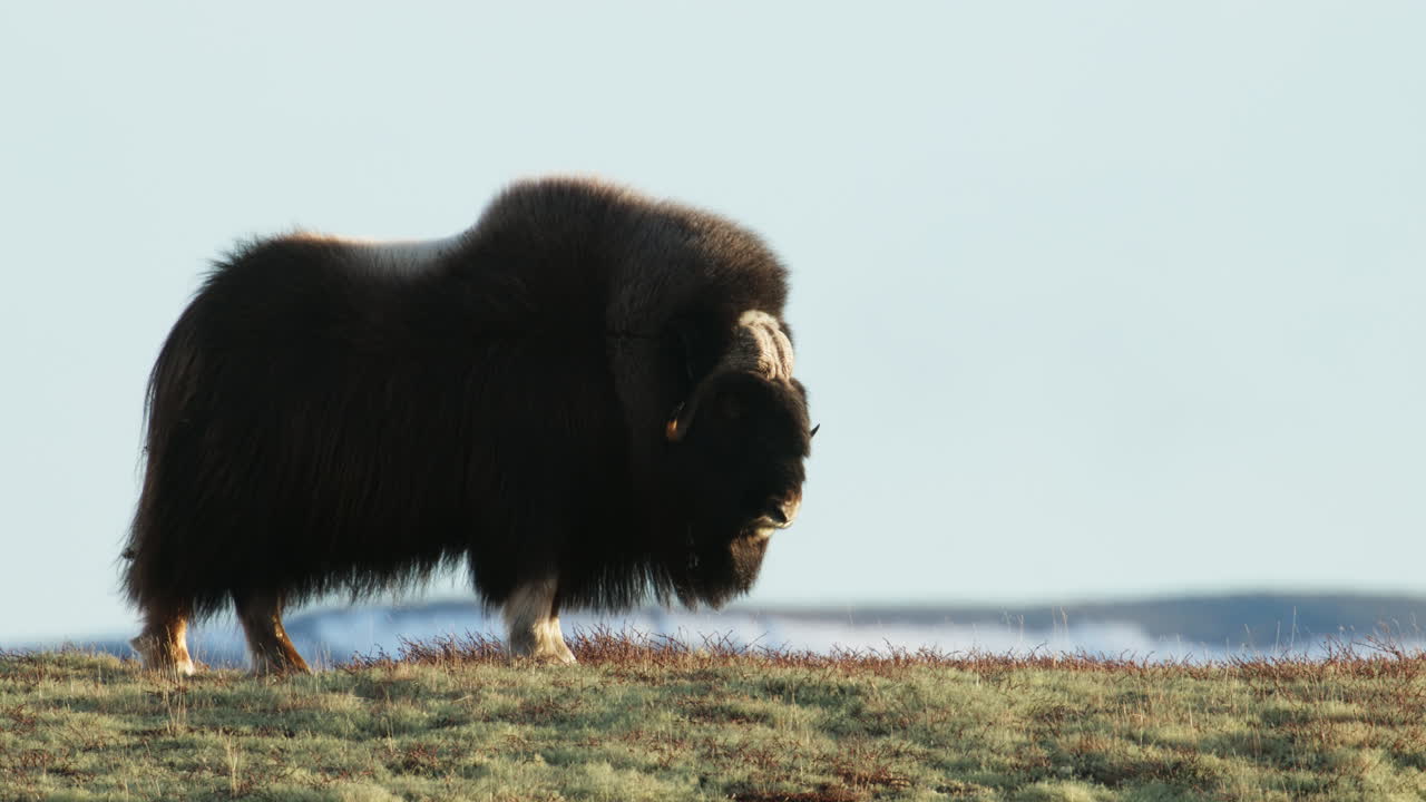 Side view of musk ox bull turning head looking toward camera in sunset