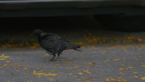 blackbird walking in the ground with dry fallen leaves in autumn