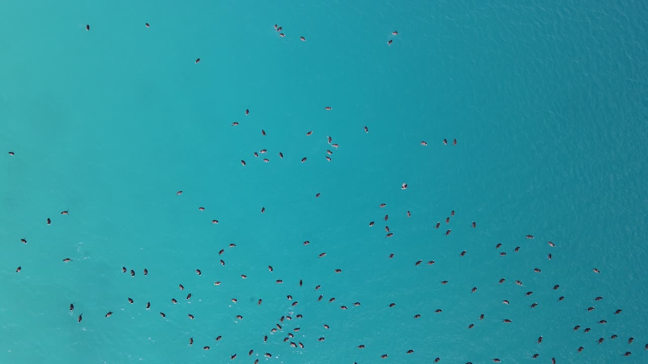 살다 호수 에서 헤엄치는 물새