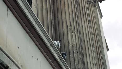 palomas posadas en la cornisa de un edificio histórico
