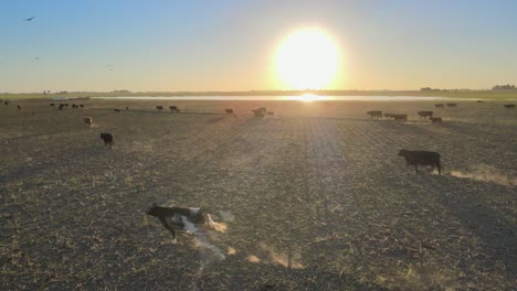 Static-aerial-of-many-cows-walking-and-running-on-field-at-golden-hour