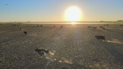 static aerial of many cows walking and running on field at golden hour