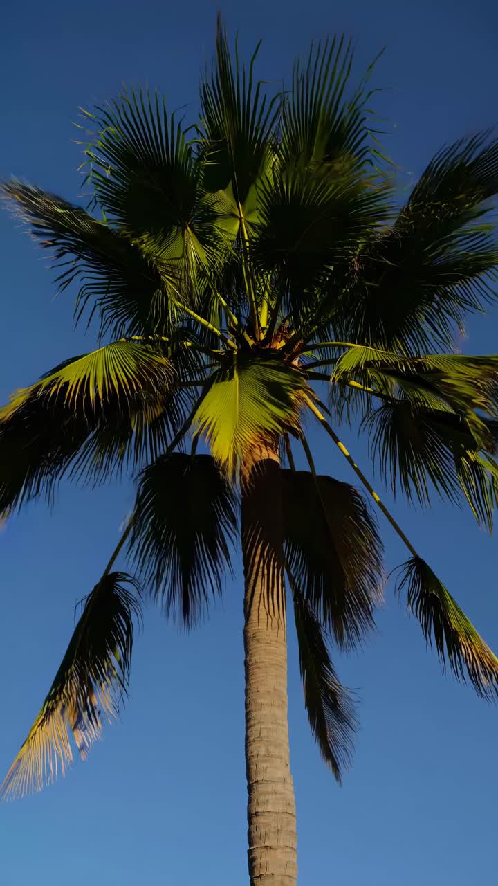 Low-angle video shot of a palm tree against a clear blue sky, capturing the vibrant green leaves
