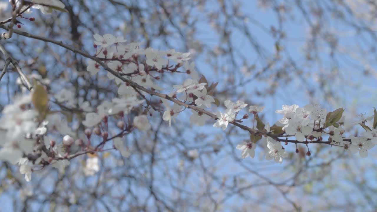 Fiori di ciliegio che ondeggiano al vento contro il cielo azzurro.