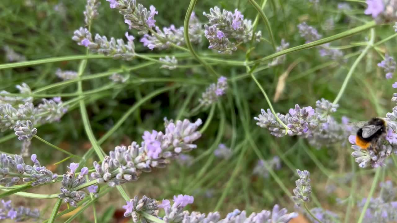 Bumble bees pollinating lavender flowers