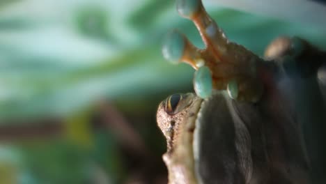 Itapotihyla-langsdorffii-or-Ocellated-Treefrog,-found-in-the-Atlantic-Forest-biome-of-Brazil-2