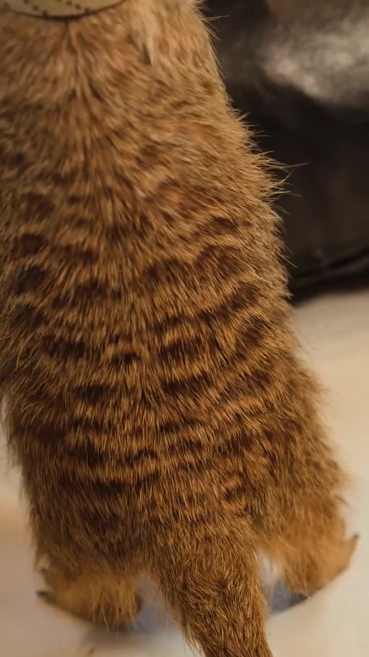 Um suricate fica em suas patas traseiras, exibindo sua pelagem listrada e postura alerta em ambiente interno.
