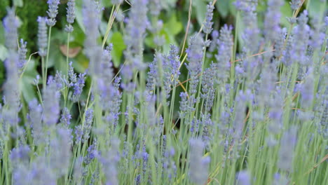 abejorro entre las plantas de lavanda en flor