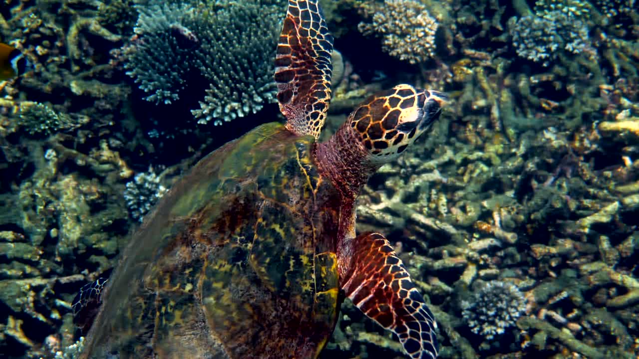 Hawksbill sea turtle swimming in blue ocean, ascends to the surface to breathe. Underwater video of wildlife sea turtle rises for breath of air. Deep ocean wildlife.