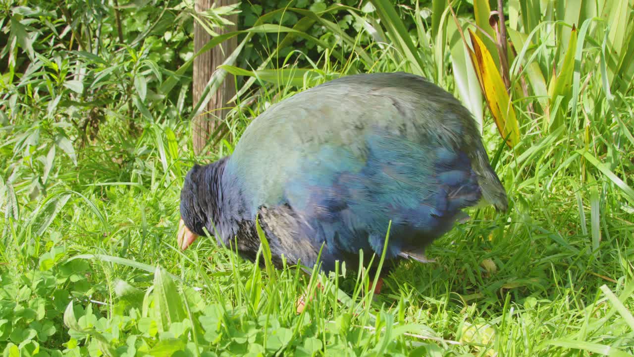 Close up of a rare Takahe eating grass